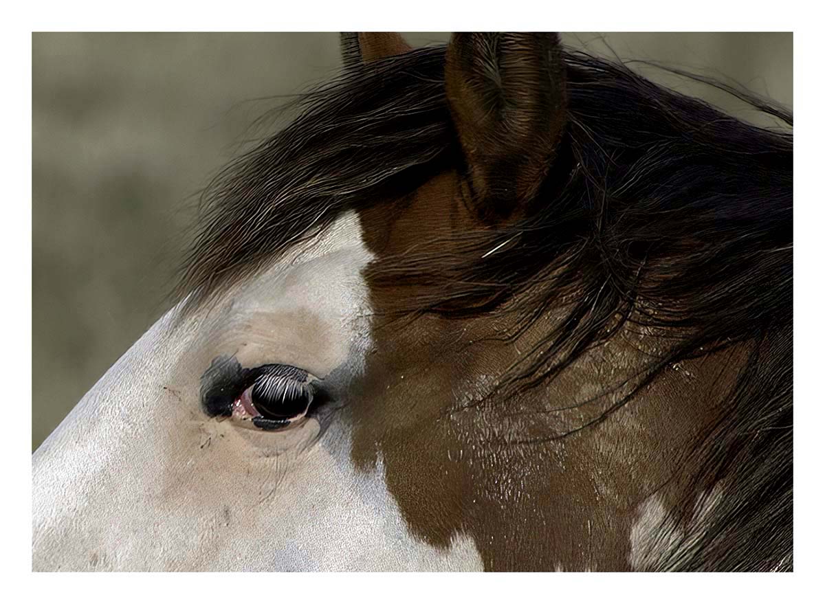 BCJ Wild Horses of Utah
