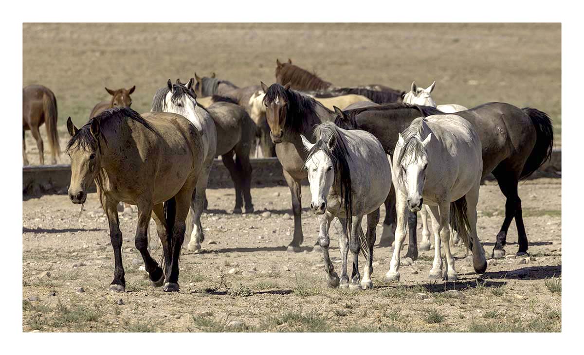 BCJ Wild Horses of Utah