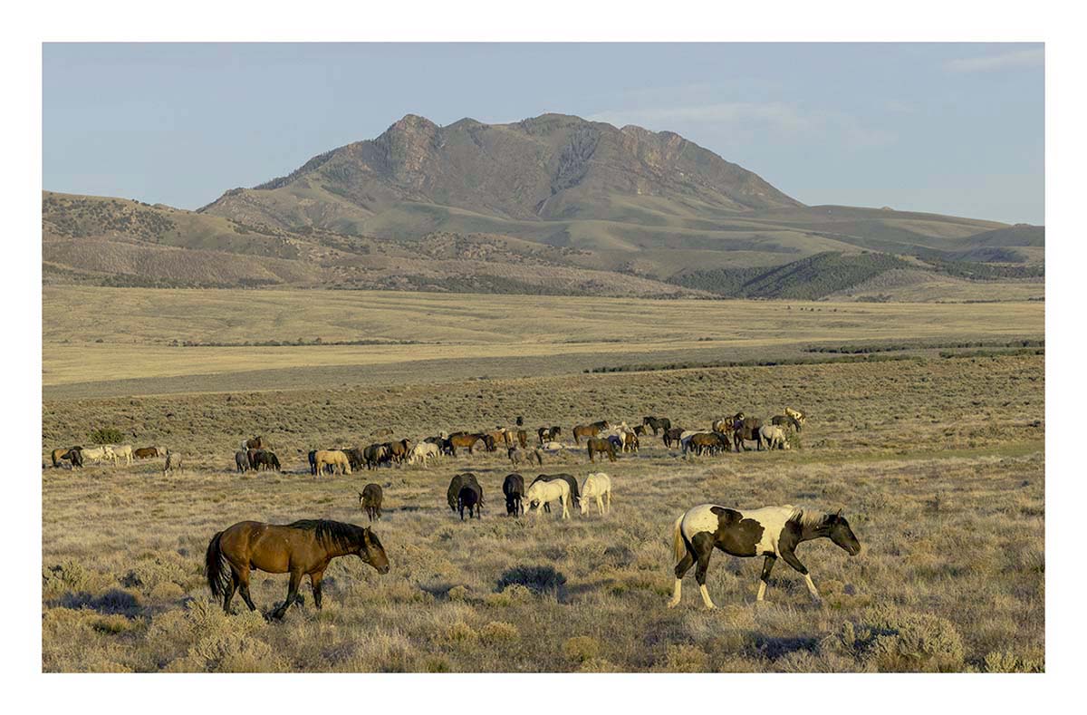 BCJ Wild Horses of Utah