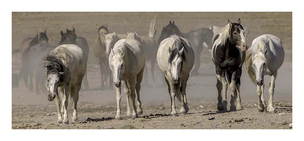 BCJ Wild Horses of Utah
