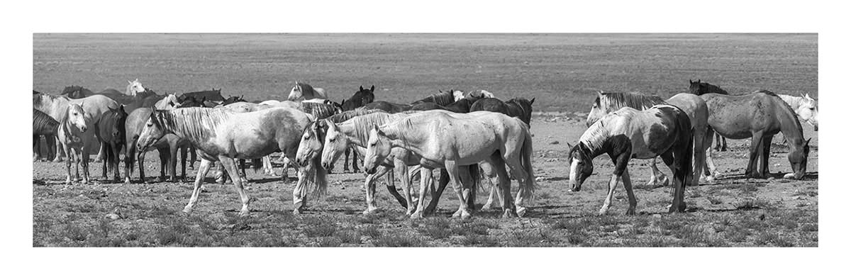 BCJ Wild Horses of Utah