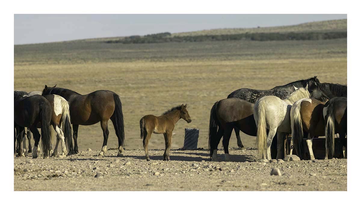 BCJ Wild Horses of Utah