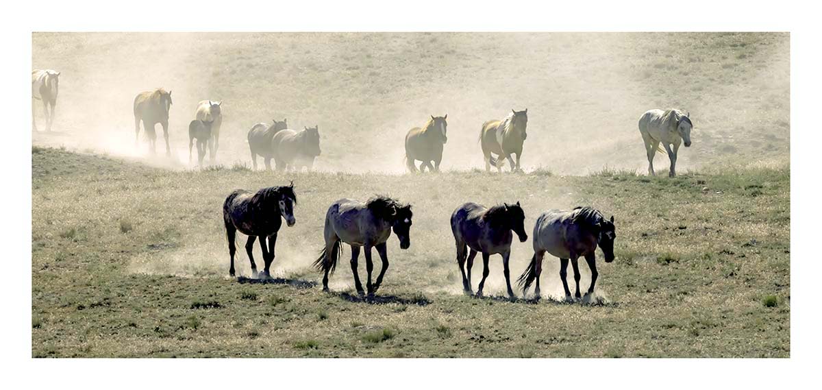 BCJ Wild Horses of Utah