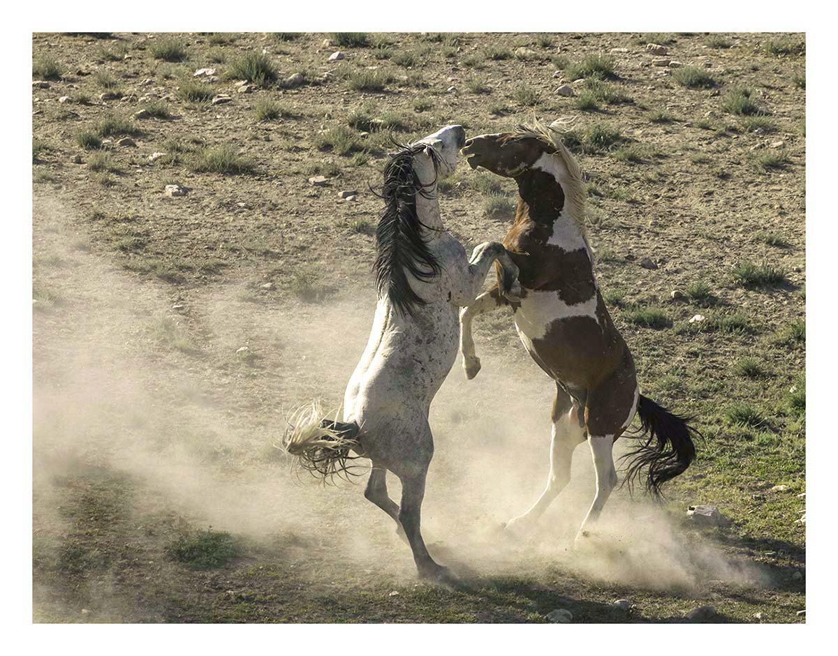 BCJ Wild Horses of Utah