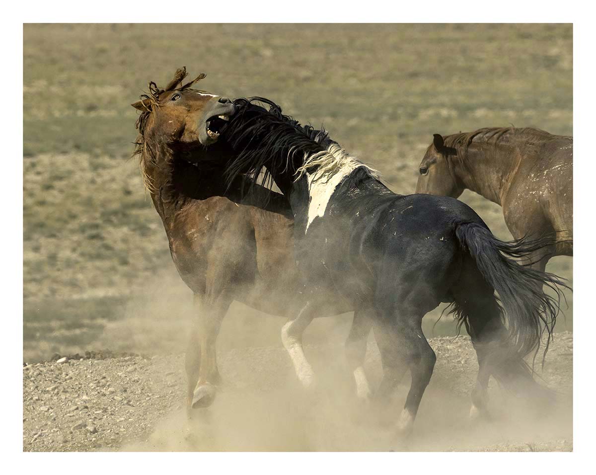 BCJ Wild Horses of Utah