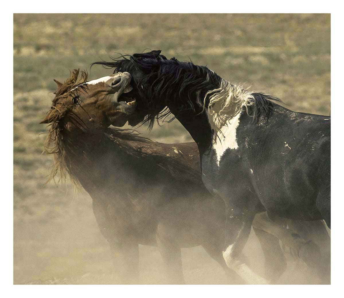 BCJ Wild Horses of Utah