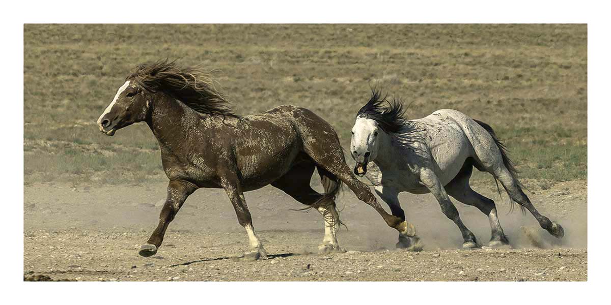 BCJ Wild Horses of Utah