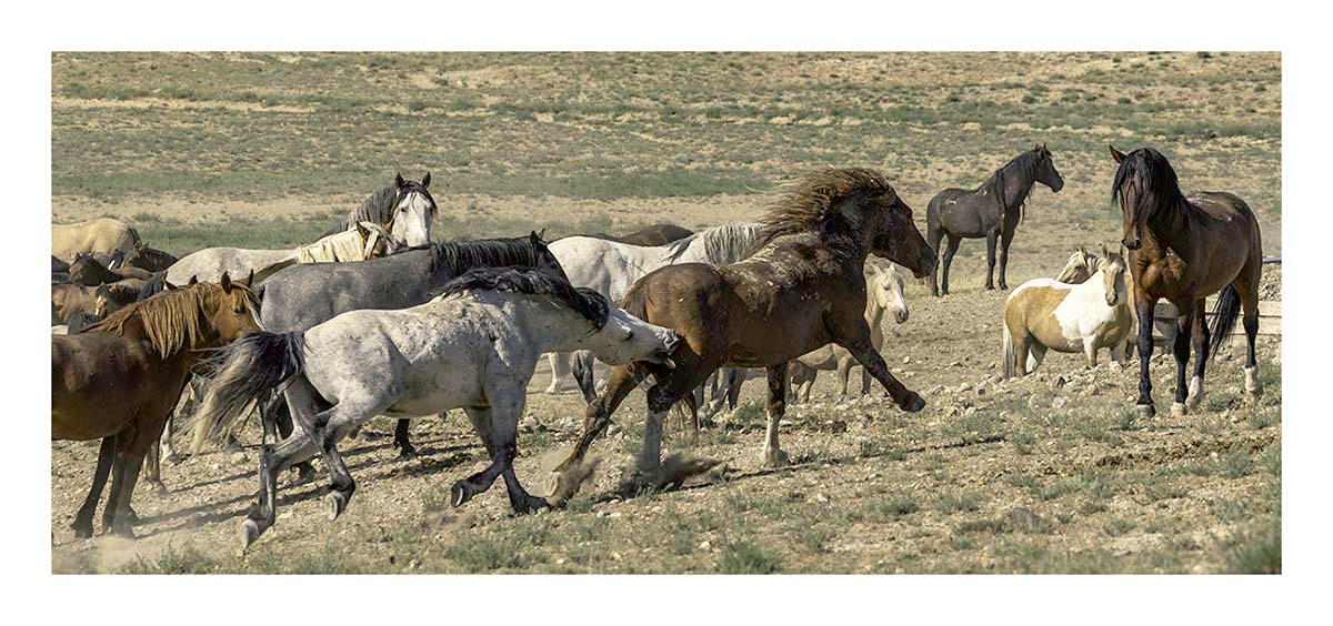 BCJ Wild Horses of Utah