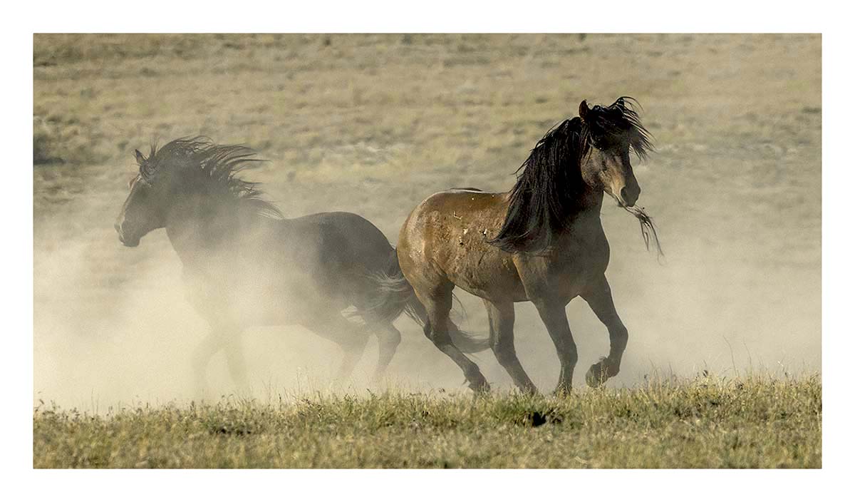 BCJ Wild Horses of Utah