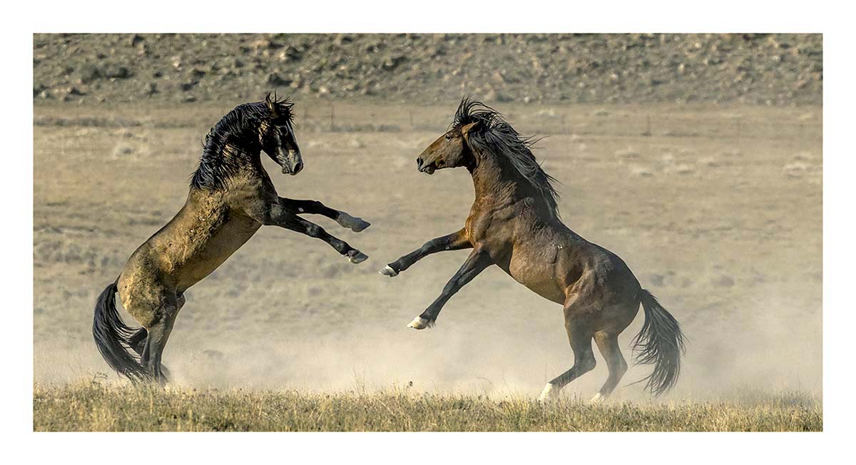 BCJ Wild Horses of Utah