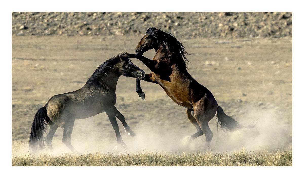 BCJ Wild Horses of Utah