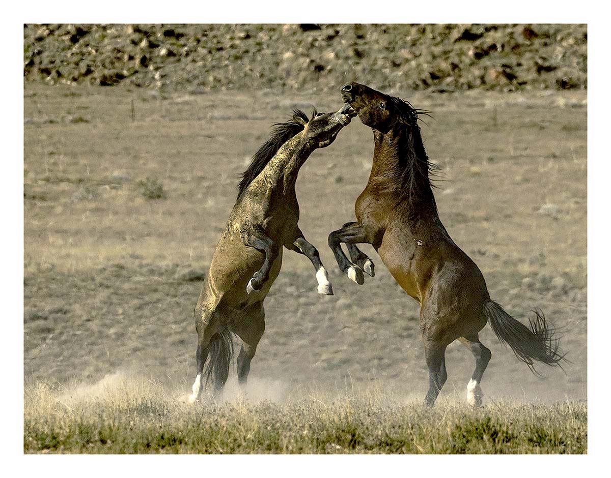 BCJ Wild Horses of Utah