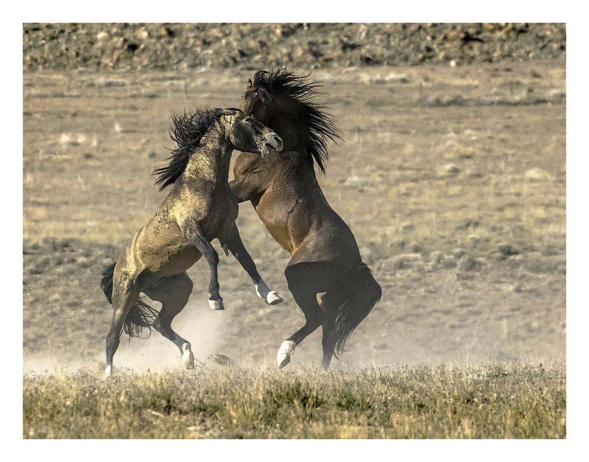 BCJ Wild Horses of Utah