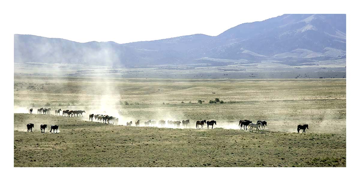 BCJ Wild Horses of Utah
