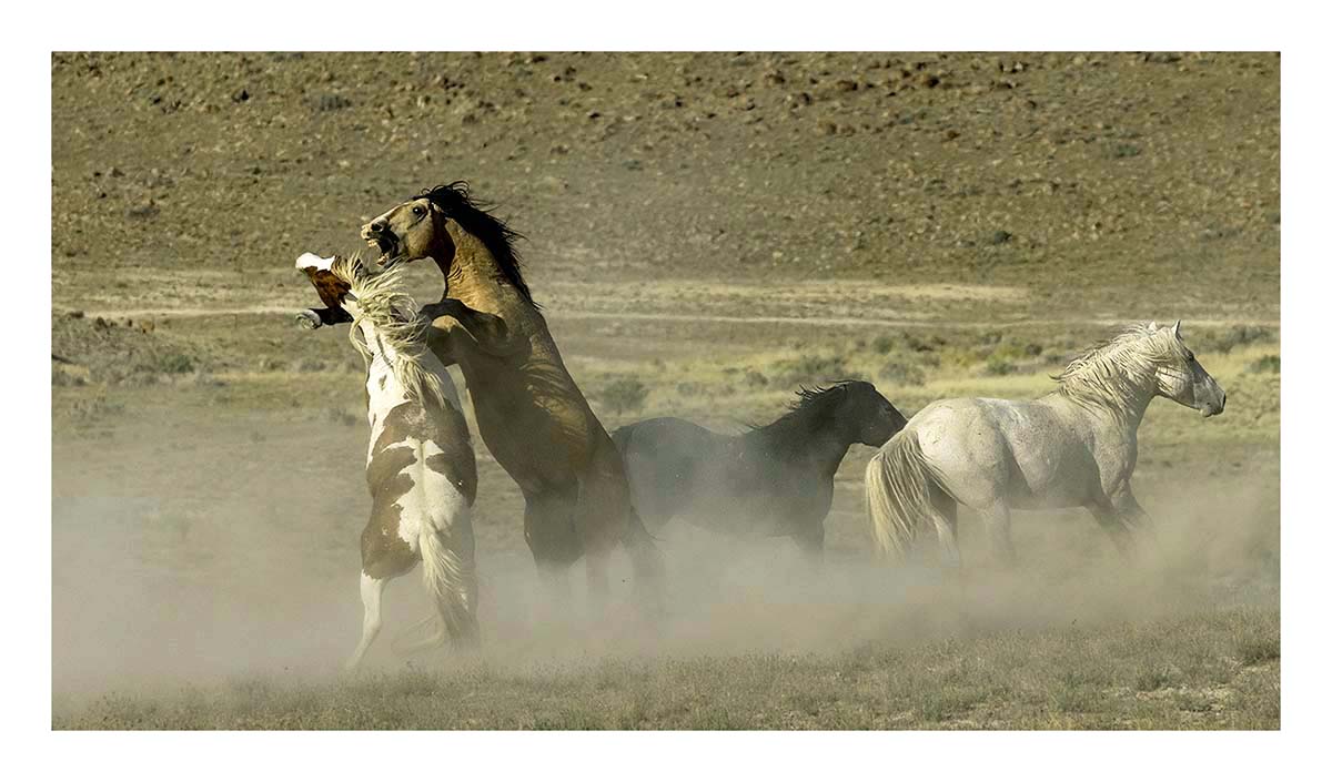 BCJ Wild Horses of Utah