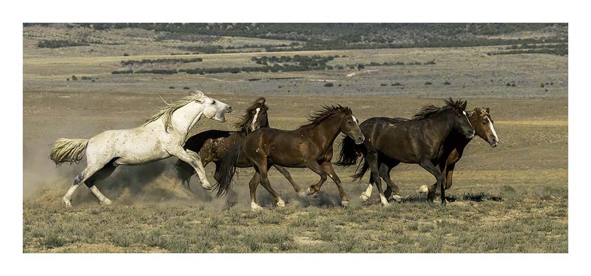 BCJ Wild Horses of Utah