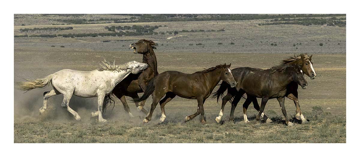 BCJ Wild Horses of Utah