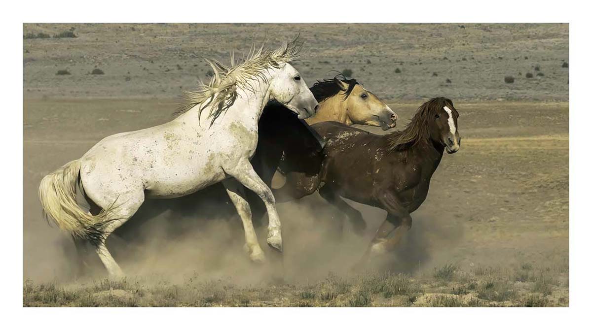 BCJ Wild Horses of Utah