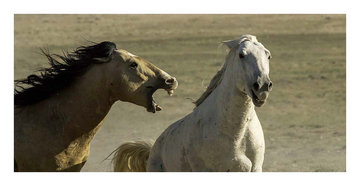 BCJ Wild Horses of Utah