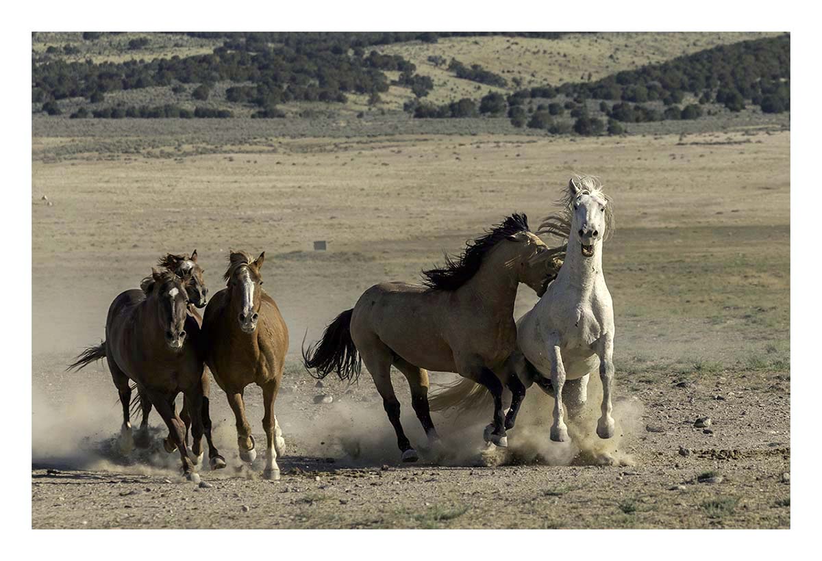 BCJ Wild Horses of Utah