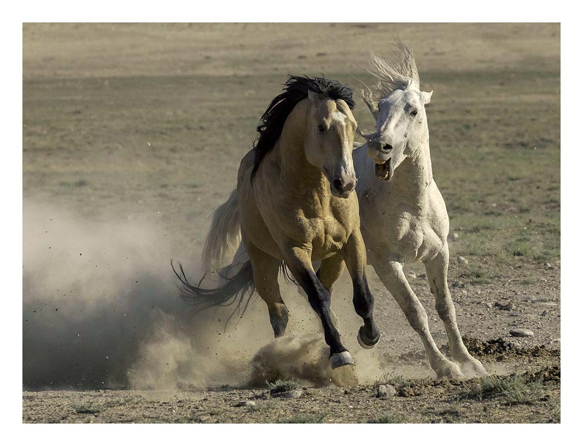 BCJ Wild Horses of Utah