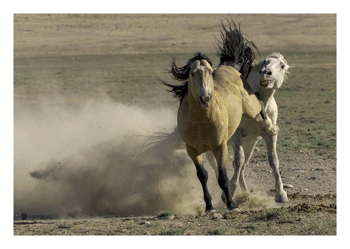 BCJ Wild Horses of Utah