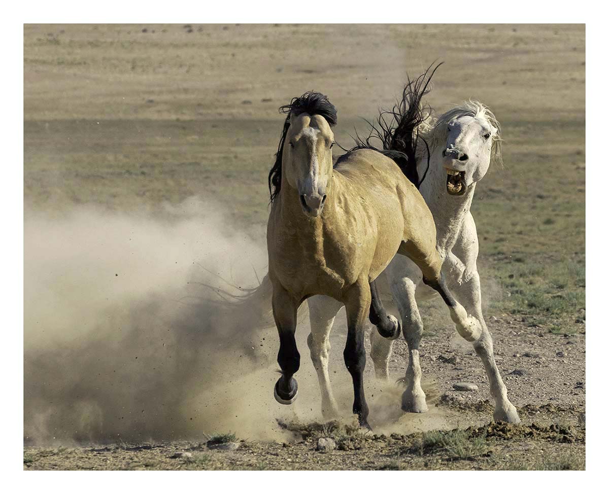 BCJ Wild Horses of Utah