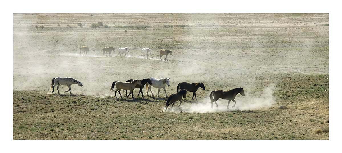 BCJ Wild Horses of Utah