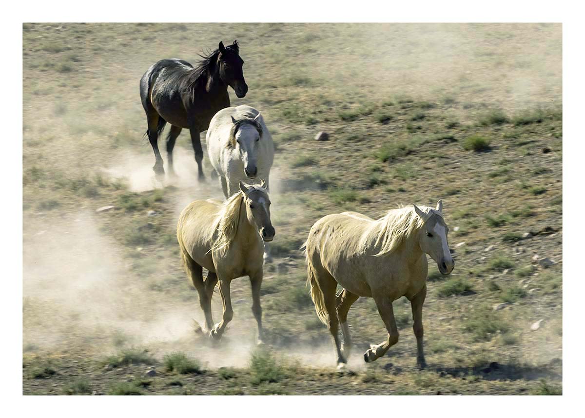 BCJ Wild Horses of Utah