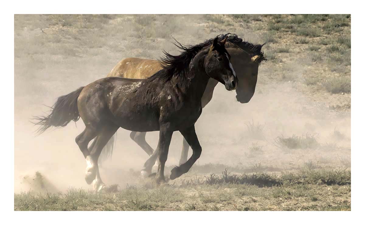 BCJ Wild Horses of Utah