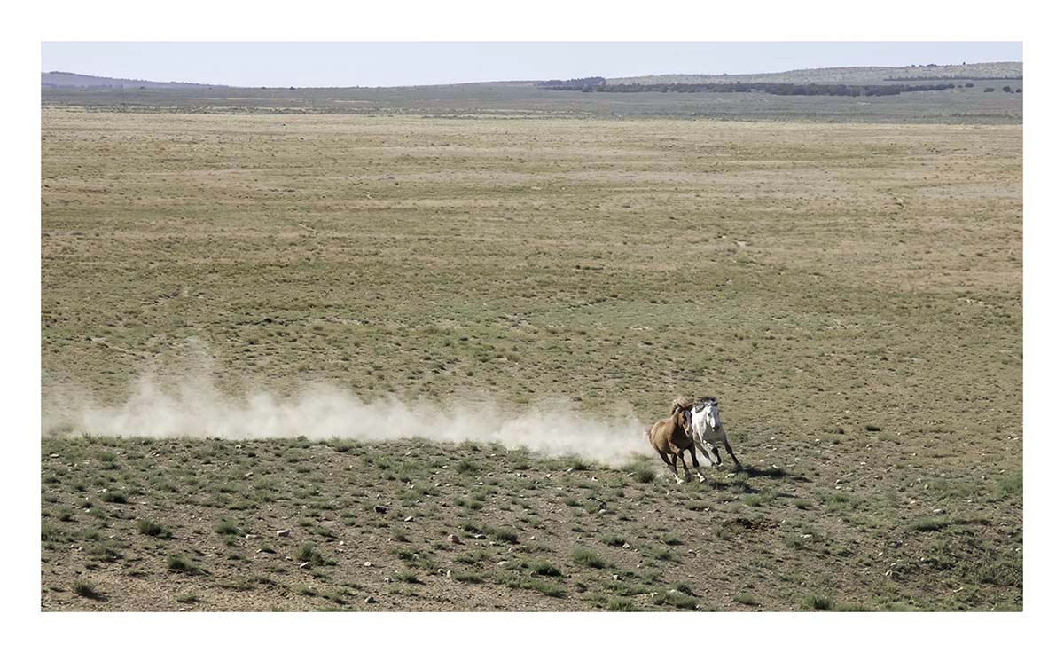 BCJ Wild Horses of Utah