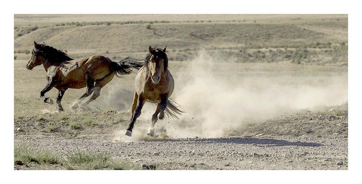 BCJ Wild Horses of Utah