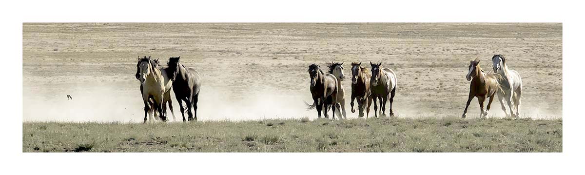 BCJ Wild Horses of Utah