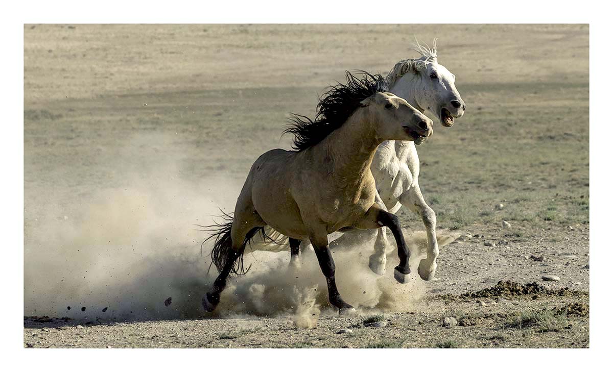 BCJ Wild Horses of Utah