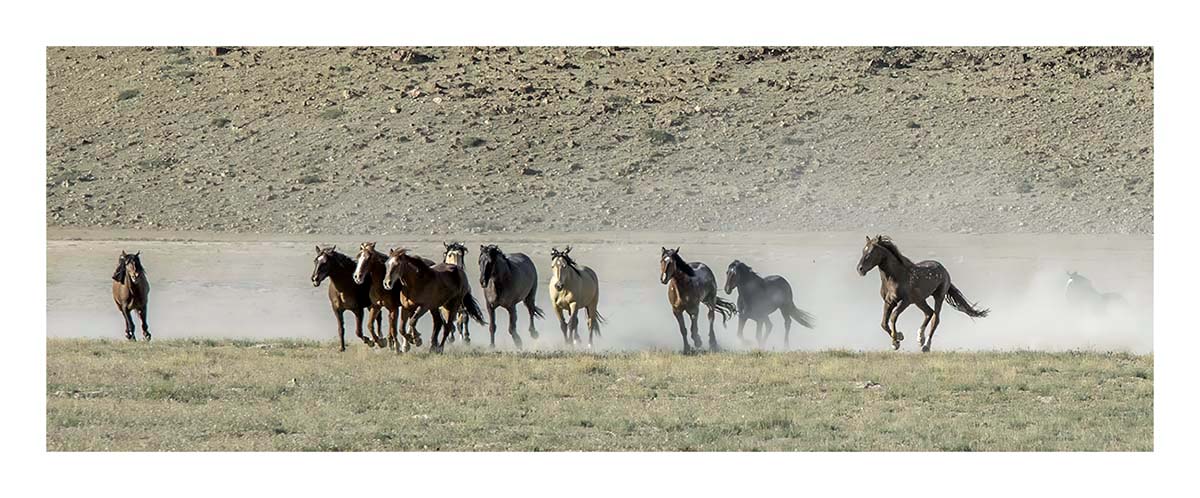 BCJ Wild Horses of Utah