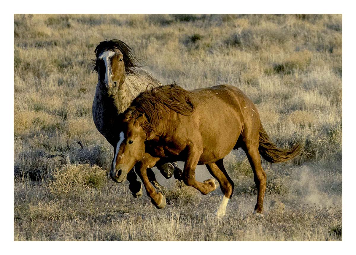 BCJ Wild Horses of Utah