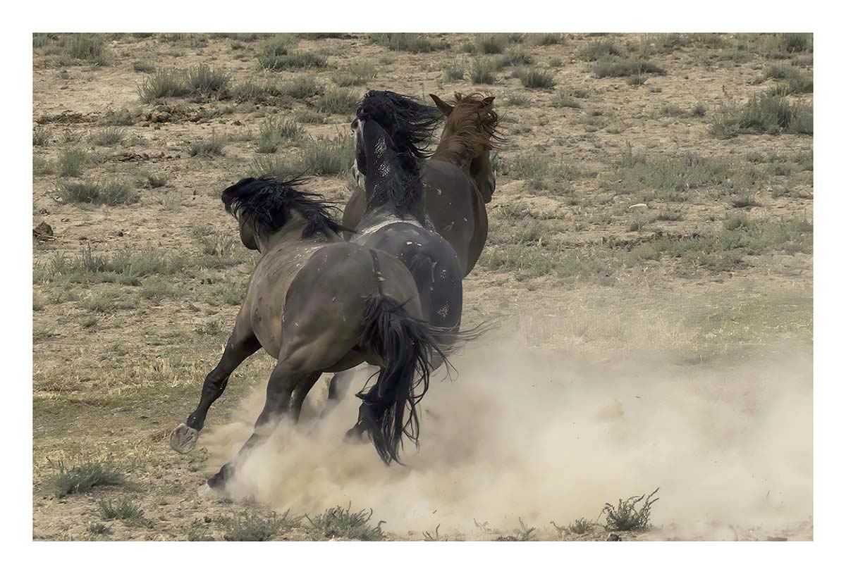 BCJ Wild Horses of Utah