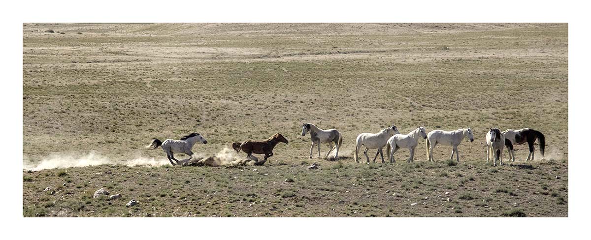 BCJ Wild Horses of Utah