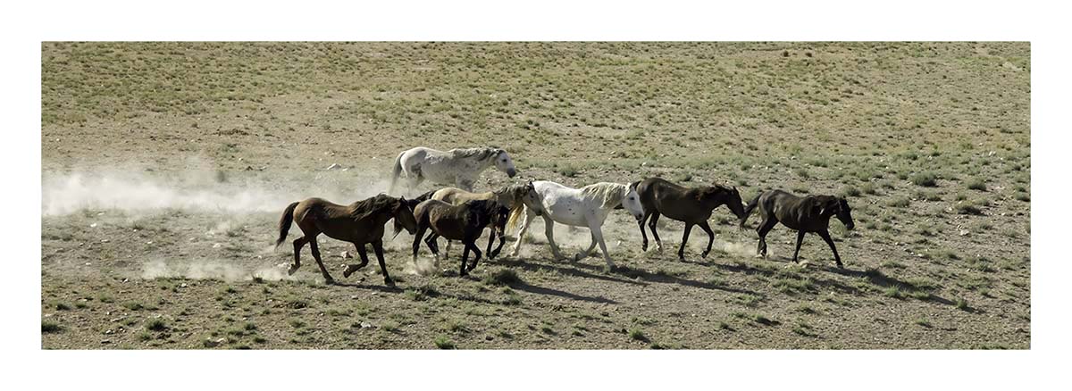 BCJ Wild Horses of Utah