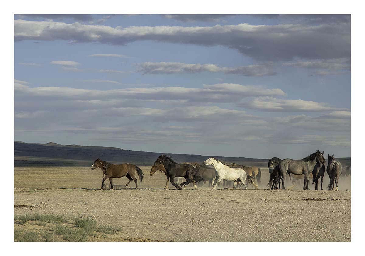 BCJ Wild Horses of Utah