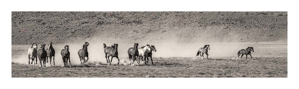 BCJ Wild Horses of Utah