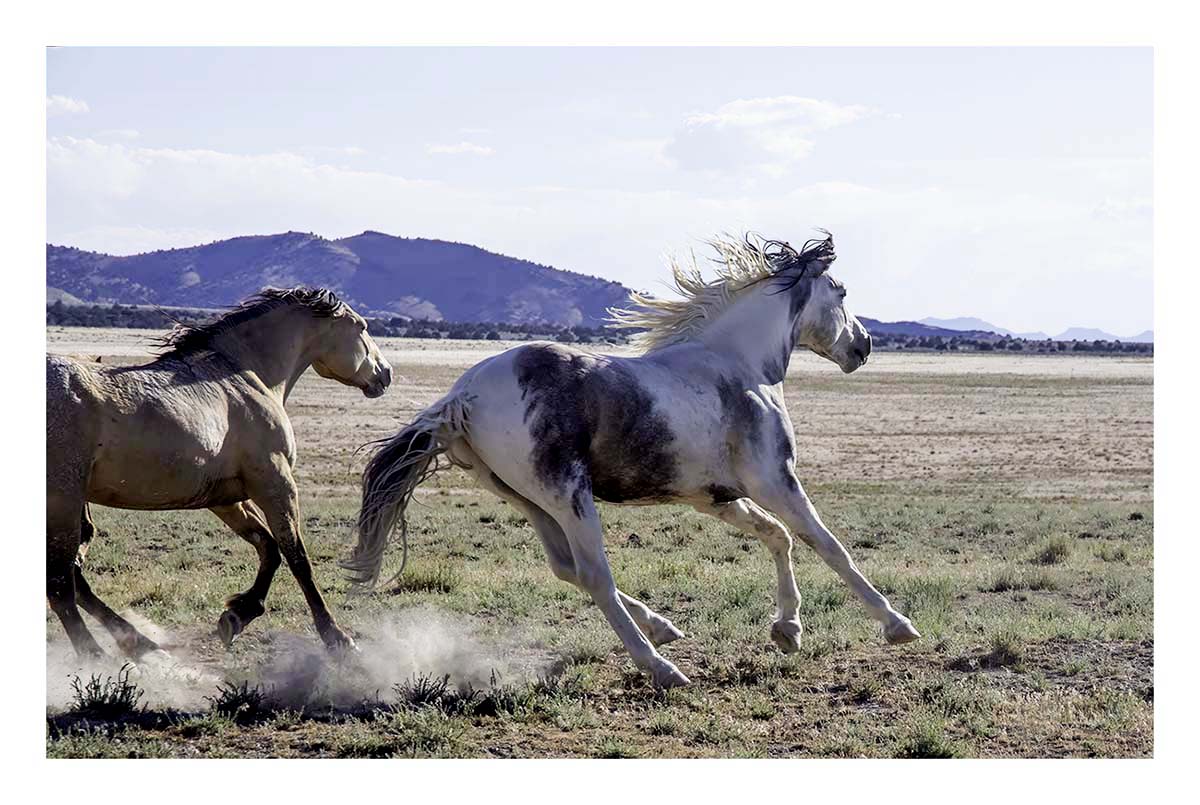BCJ Wild Horses of Utah