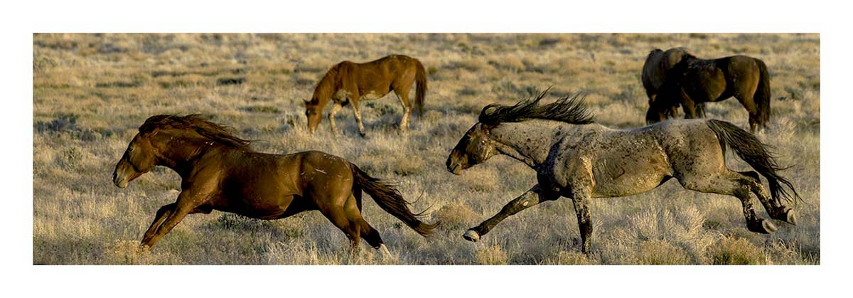 BCJ Wild Horses of Utah