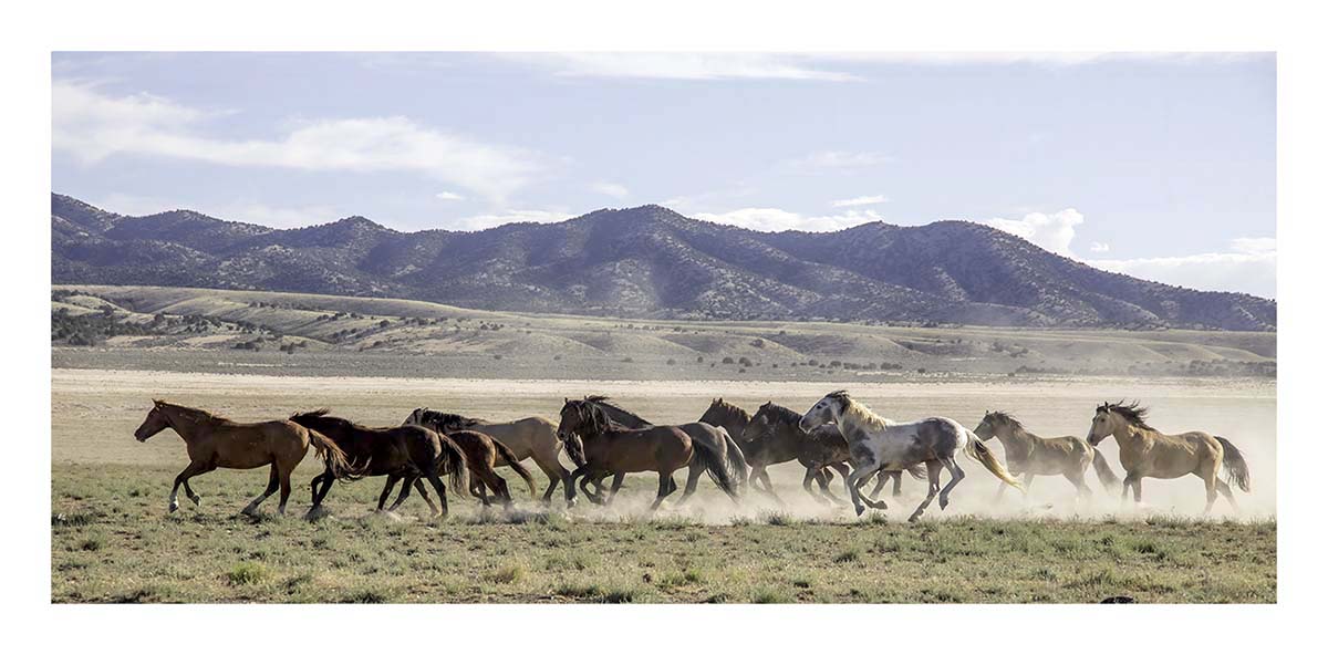 BCJ Wild Horses of Utah