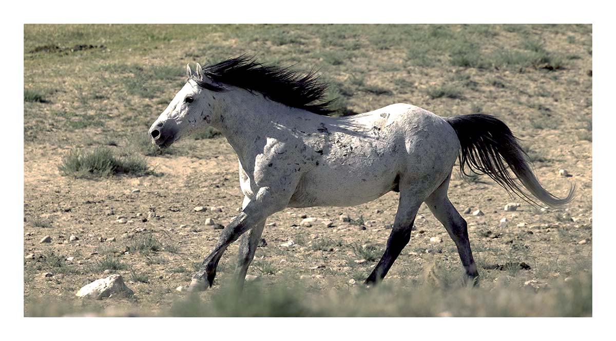 BCJ Wild Horses of Utah