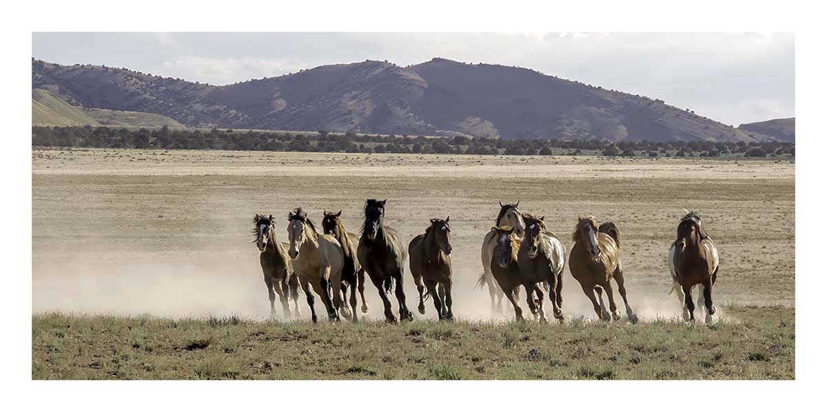 BCJ Wild Horses of Utah