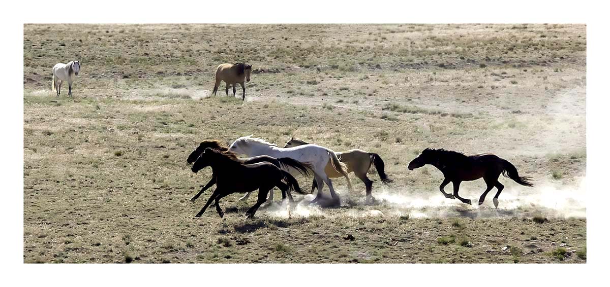BCJ Wild Horses of Utah