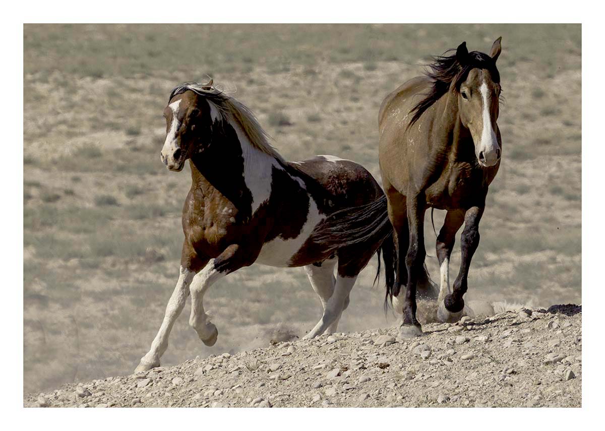 BCJ Wild Horses of Utah