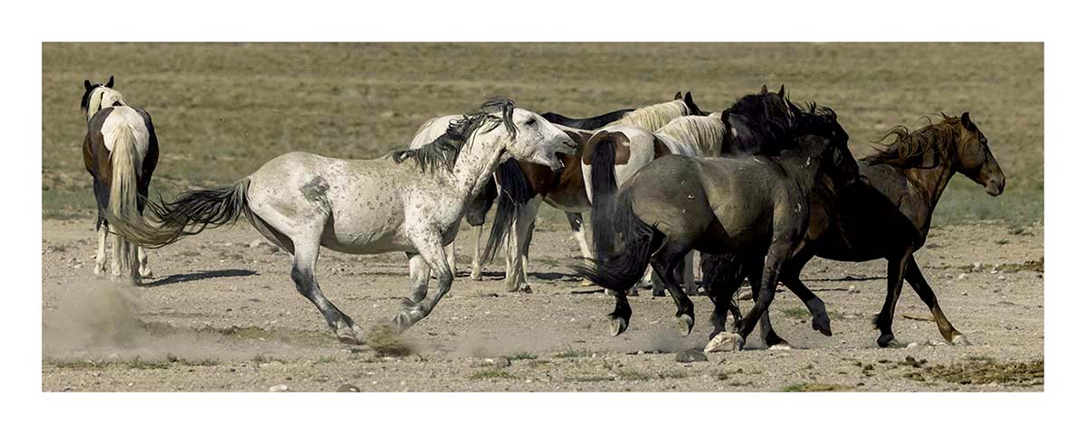 BCJ Wild Horses of Utah