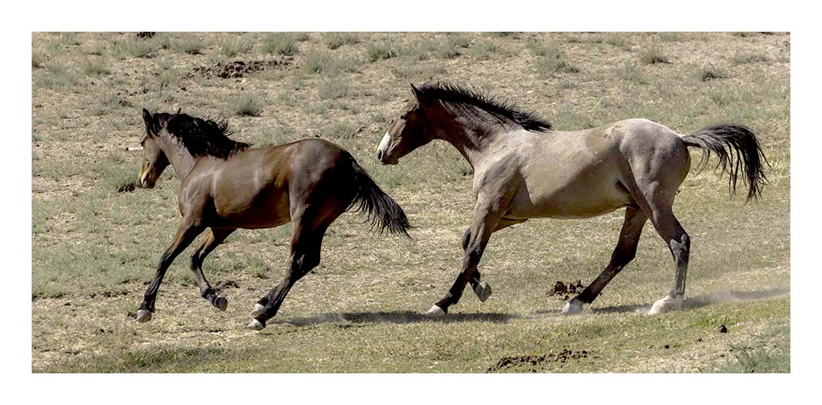 BCJ Wild Horses of Utah
